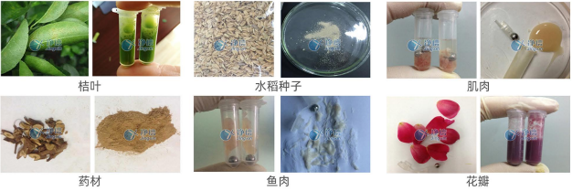 高通量组织研磨仪研磨效果图