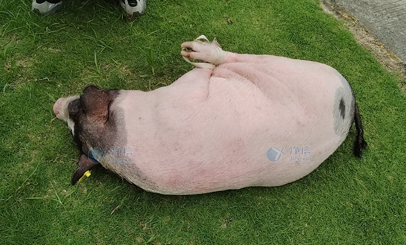 香猪多器官单细胞悬液怎么制？用单细胞悬液制备仪