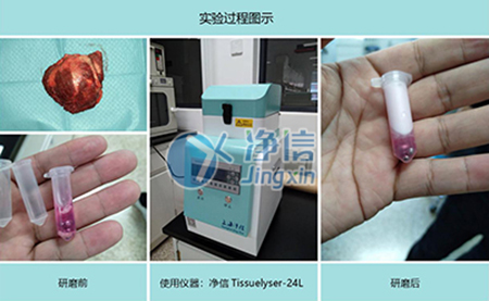 肿瘤组织研磨采用多样品组织研磨机进行其实验效果如何?