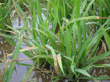 冷冻研磨设备能满足水稻稻瘟病叶片的研磨需求吗?